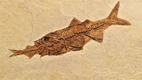 古代魚種類|古代魚ってどんな魚？代表的な古代魚4種